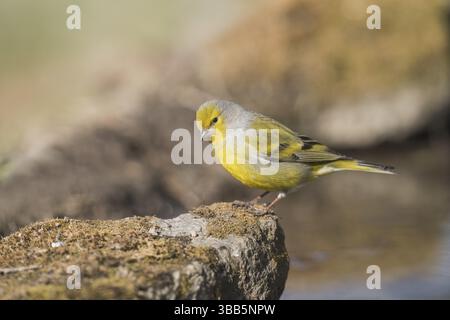 Citril Finch (Carduelis citrinella) maschio arroccato su una roccia, Valle d'Aosta, Italia, Europa Foto Stock