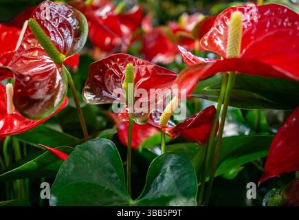 Fiori di fenicottero rosso brillante (Anthurium andraeanum) in piena fioritura con foglie verdi vivaci catturate in primo piano. Foto Stock