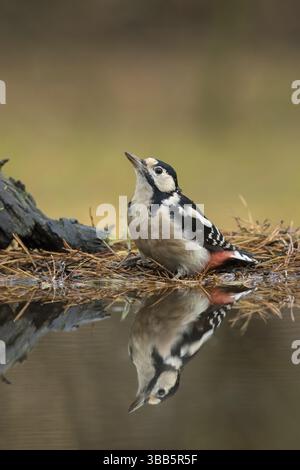 Grote Bonte Specht, grande picchio maculato, Dendrocopos Major Foto Stock