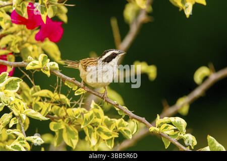 Stripe-headed Sparrow Aimophila ruficauda acuminata El Tuito, Jalisco, Mexico 12 June Adult Emberizidae Foto Stock
