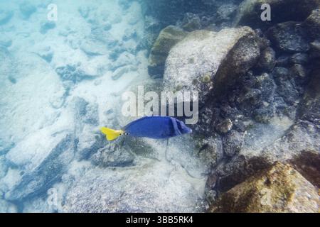 Zebrasoma xanthurum (Zebrasoma xanthurum), Galapagos, Ecuador, Sud America Foto Stock