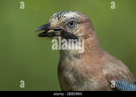 Jay eurasiatico (Garrulus glandarius), bassa Sassonia, Germania, Europa Foto Stock