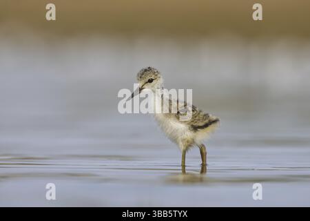 Raccolta di pulcini con ali nere Stilt (Himantopus himantopus), Renania settentrionale-Vestfalia, Germania, Europa Foto Stock