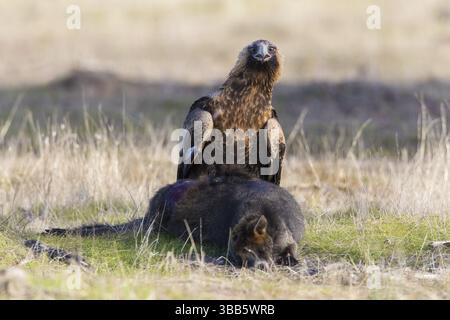 Aquila audax sulla carcassa di una palude (Wallabia bicolor), Victoria, Australia, Oceania Foto Stock