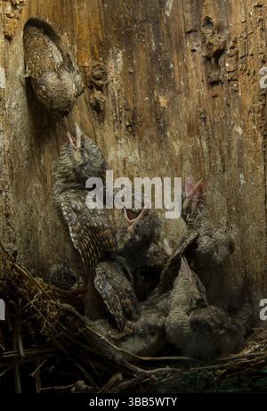 Gatto eurasiatico (Jynx torquilla) che allattano i pulcini nella scatola di nidificazione, Sassonia, Germania, Europa Foto Stock