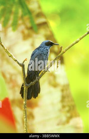 Blue Mockingbird Melanotis caerulescens El Tuito, Jalisco, Messico 11 giugno Mimidae adulti Foto Stock