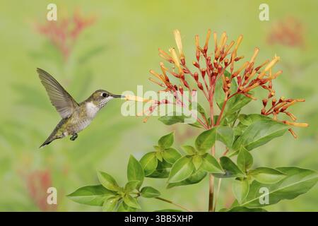 Colibrì dalla gola rubina (Archilochus colubris) femmina che vola mentre si nutre di nettare di fiori, Texas, USA, Nord America Foto Stock