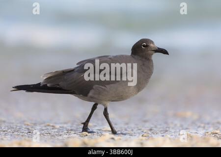 Gabbiano di lava (Leucophaeus fuliginosus) sulla costa, Galapagos, Ecuador, Sud America Foto Stock