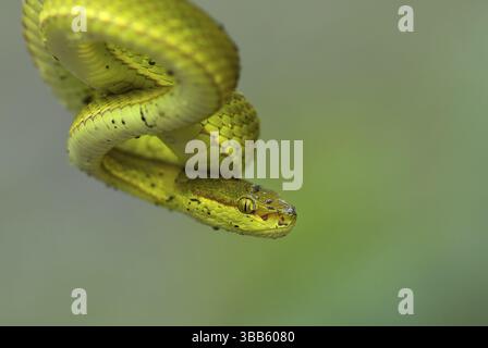vipera a labbra bianche (Trimeresurus albolabris), ritratto, Bengala occidentale, India, Asia Foto Stock