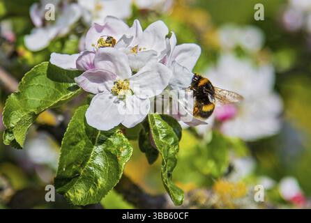 Erdhummel (Bombus terrestris) sammelt Nektar an bluehendem Apfelbaum (Pyrus malus), Assia, Germania Foto Stock