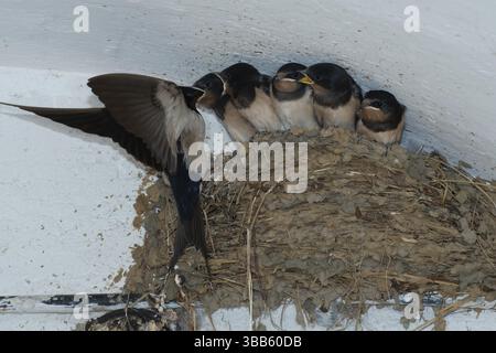 Fienile Swallow (Hirundo rustica) che si nutre giovani in Nest, Sassonia, Germania, Europa Foto Stock