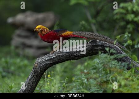 Golden Pheasant (Chrysolophus pictus) maschio, Shanxi, Cina, Asia Foto Stock