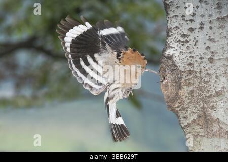 Hoopoe epopea epops (Upupa epops) che dà da mangiare al nido, Valle d'Aosta, Italia, Europa Foto Stock