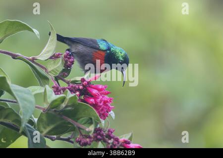 Uccello del sole (Cinnyris chloropygius) maschio alla ricerca di nettare di fiori, Uganda, Africa Foto Stock
