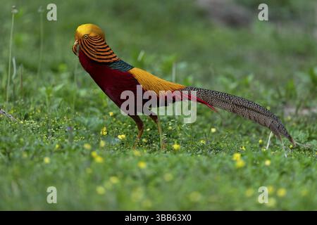 Fagiano dorato (Chrysolophus pictus) maschio arroccato sul terreno, Shanxi, Cina, Asia Foto Stock