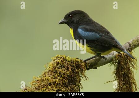 Black and Gold Tanager (Bangsia melanochlamys) arroccato su un ramo delle montagne della Colombia, Sud America Foto Stock