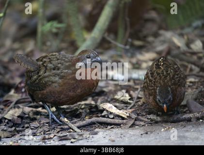 Quail di legno petto rufo (Odontophorus speciosus), San Martin, Perù, Sud America Foto Stock
