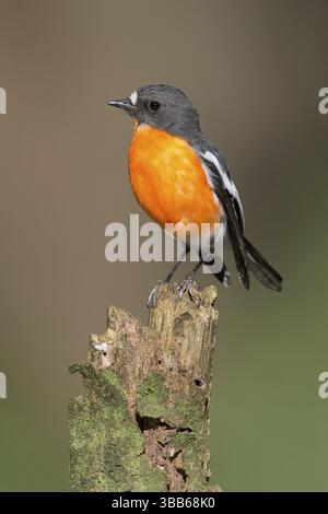 Flame Robin (Petroica phoenicea) maschio, Victoria, Australia, Oceania Foto Stock