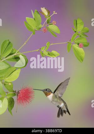 Colibrì dalla gola rubina (Archilochus colubris) maschio che vola mentre si nutre di nettare di fiori, Texas, USA, Nord America Foto Stock