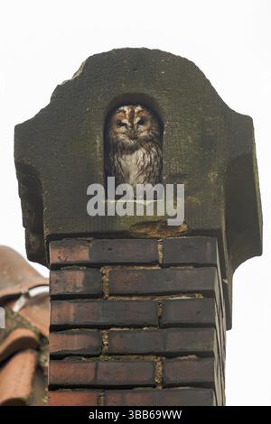 Tawny Owl (Strix aluco) sbircia dal camino, Renania settentrionale-Vestfalia, Germania, Europa Foto Stock