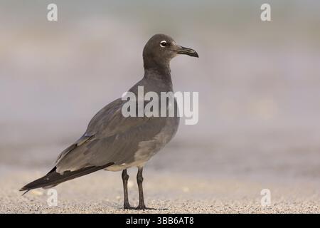 Gabbiano di lava (Leucophaeus fuliginosus) sulla costa, Galapagos, Ecuador, Sud America Foto Stock