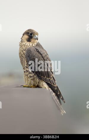Peregrine Falcon (Falco peregrinus) giovane maschio, Renania settentrionale-Vestfalia, Germania, Europa Foto Stock
