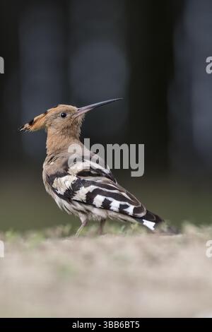 Hoopoe eurasiatica (Upupa epops) a terra, Ungheria, Europa Foto Stock