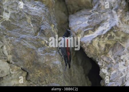 Wallcreeper (Tichodroma muraria) maschile, Bulgaria, Europa Foto Stock
