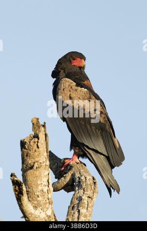 Bateleur zittend op boom, Bateleur Eagle seduta sulla filiale Foto Stock