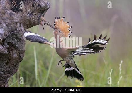 Hoopoe epopea epops (Upupa epops) che nutrono i giovani nella cavità riproduttiva, Serbia, Europa Foto Stock