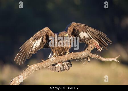 Aquila d'oro (Aquila chrysaetos) giovanile arroccata su un vecchio ramo con prede di coniglio, Andalusia, Spagna, Europa Foto Stock