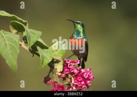 Uccello del sole (Cinnyris chloropygius) maschio alla ricerca di nettare di fiori, Uganda, Africa Foto Stock