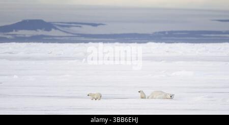 Famiglia di orsi polari (Ursus maritimus) con donne e due cuccioli che giocano su ghiaccio, Svalbard, Norvegia, Europa Foto Stock