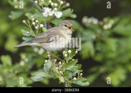 Willow Warbler (Phylloscopus trochilus) canta da un ramo fiorito, Polonia, Europa Foto Stock