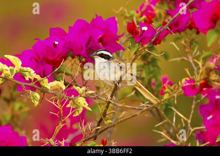 Stripe-headed Sparrow Aimophila ruficauda acuminata El Tuito, Jalisco, Mexico 12 June Adult Emberizidae Foto Stock