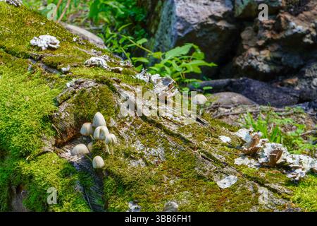Piccoli funghi che crescono sopra un ceppo coperto di muschio. Foto Stock