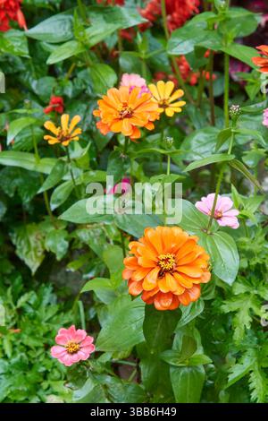 zinnia colorata elegantemente in giardino, fiori luminosi con colori vivaci e una messa a fuoco morbida e duratura con sfondo sfocato e spazio di copia Foto Stock