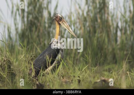 Aiutante minore (Leptoptilos javanicus), Darjeeling, India, Asia Foto Stock