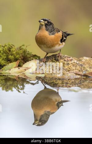 Brambling (Fringilla montifringilla) maschio a Waterhole, Madrid, Spagna, Europa Foto Stock