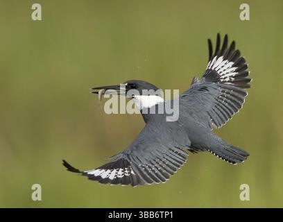 Kingfisher con cintura (Megaceryle alcyon) maschio che vola con prede di pesce nel suo becco, Florida, Stati Uniti, Nord America Foto Stock