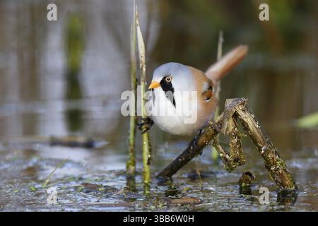 Bearded Reedling (Panurus biarmicus) foraggio maschile in letto di canne, Meclemburgo-Occidentale, Pomerania, Germania, Europa Foto Stock