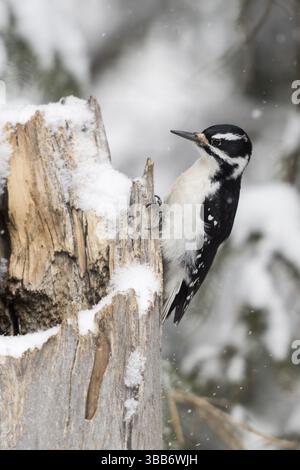 Peloso picchio (Leuconotopicus villosus) femminile, Wyoming, Stati Uniti, Nord America Foto Stock