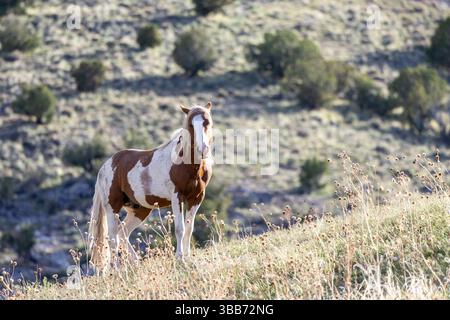 Wild Pinto Bachelor Stallion sulla collina nel deserto occidentale dello Utah. Foto Stock