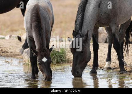 Mare selvaggio di Onaqui e acquolina di puledri nel deserto occidentale dello Utah Foto Stock