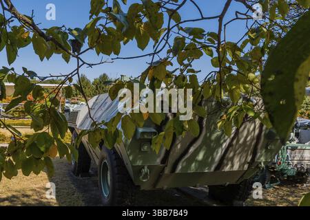 Daejeon, Corea del Sud. 27 ottobre 2019: Vista laterale posteriore del carro corazzato personale Fiat CM6614 attraverso foglie di alberi e rami al cimitero nazionale Foto Stock
