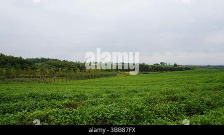 Monte Jufeng e giardini del tè a Jinhua: Un'armonia di picchi e campi verdi Foto Stock