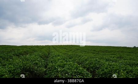 Monte Jufeng e giardini del tè a Jinhua: Un'armonia di picchi e campi verdi Foto Stock