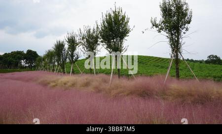 Monte Jufeng e giardini del tè a Jinhua: Un'armonia di picchi e campi verdi Foto Stock