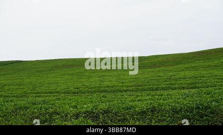 Monte Jufeng e giardini del tè a Jinhua: Un'armonia di picchi e campi verdi Foto Stock