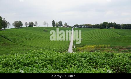Monte Jufeng e giardini del tè a Jinhua: Un'armonia di picchi e campi verdi Foto Stock
